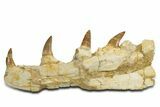 Mosasaur (Hainosaurus) Jaw with Seven Teeth - Morocco #344926-1
